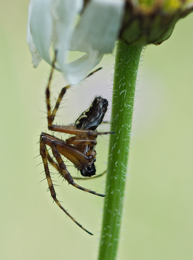 Aculepeira ceropegia